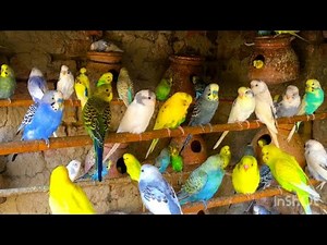 Budgies Aviary video | Budgie singing sounds | Budgies parrot talking sounds | Budgies parakeet