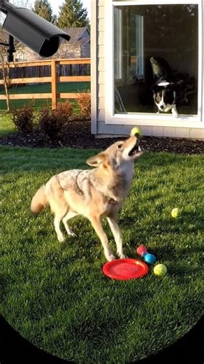 Coyote Playing with Dog Toys 🐶🌄 #coyote #animalsdoingthings