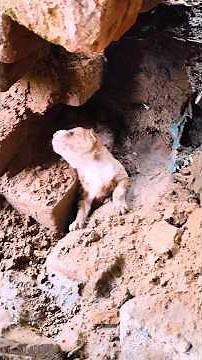 Puppy Trapped Under Mud After Heavy Rain | Tiny Life Under Mud