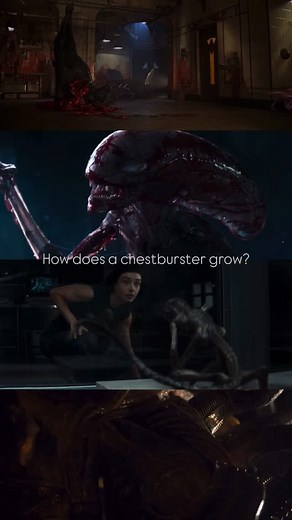 Alien the 8th Passenger on Instagram: "How does a chestburster grow? For many years, the transition from Chestburster to adult Xenomorph remained hidden. In Alien 3, we saw for the first time a Chestburster born with fully developed limbs, giving it a more animalistic look. Later, in Alien: Covenant, the Chestburster appeared already in its adult form, only smaller in size. Alien: Romulus introduced an intriguing version, where a cocoon forms to allow the creature to grow until reaching its fina