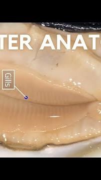 Explore INSIDE an Oyster | Oyster Anatomy 🦪