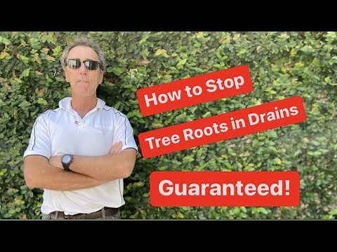 How Vaporooter Eliminates Tree Roots in Sewers | Real Case Study & Demo in Sydney