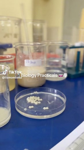 While chemistry students suffer, biology students enjoy practicals🔬🧬 #fyp #tiktokkenya #alevels #biology #lis #alevelstruggles #practical #lab