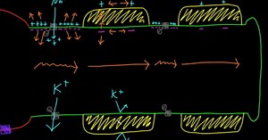 Effects of axon diameter and myelination