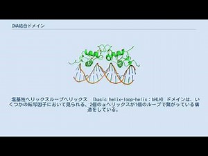 DNA結合ドメイン