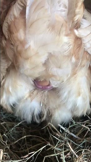 Chicken Laying An Egg