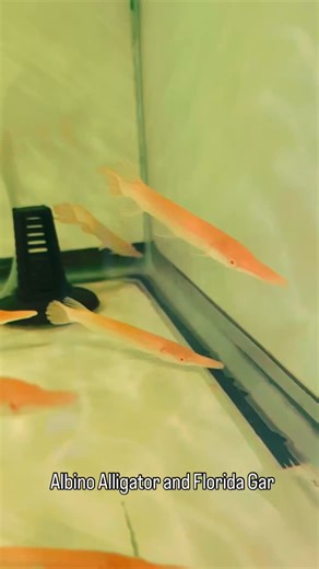 37 reactions | The albino alligator is an extremely rare genetic...