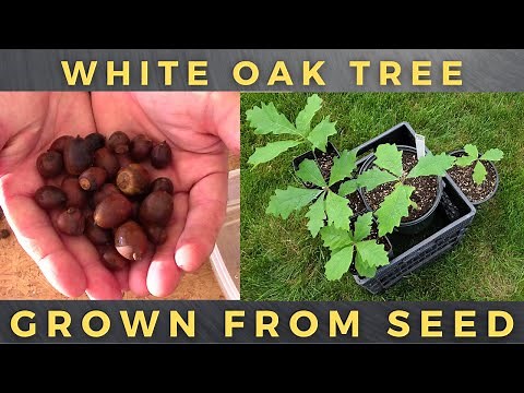 Growing White Oak Trees from Seed / Acorn