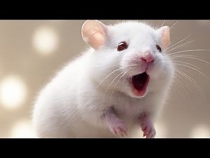 Rat Sounds To Attract Rats | Rat Calling Sound