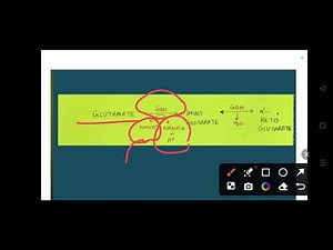 "Deamination Reaction Explained: Amino Acid Breakdown Made Easy! "Unlocking Deamination: