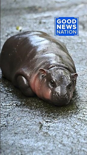 Who is ‘Moo Deng’? Meet the baby hippo viral sensation