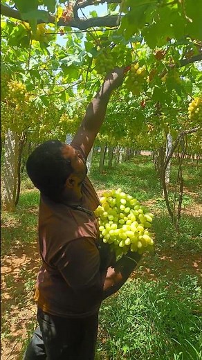 Harvesting Japan Premium Seedless Green Grapes: A Deep Dive into the Art of Cultivating Shine Muscat
