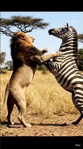 The Stallion’s Stand: A Savanna Showdown