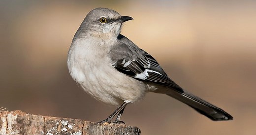 Northern Mockingbird Similar Species to, All About Birds, Cornell Lab of Ornithology