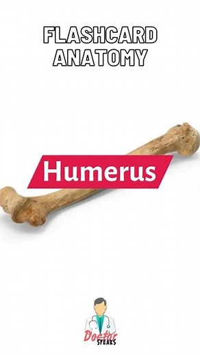 Humerus | Flashcard Anatomy