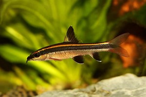 Flying Fox Fish (Epalzeorhynchos kalopterus): Ultimate Care Guide - Fish Laboratory