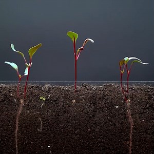 263K views · 7.5K reactions | This plant growing time-lapse is breathtaking | MetDaan Discovery | Facebook