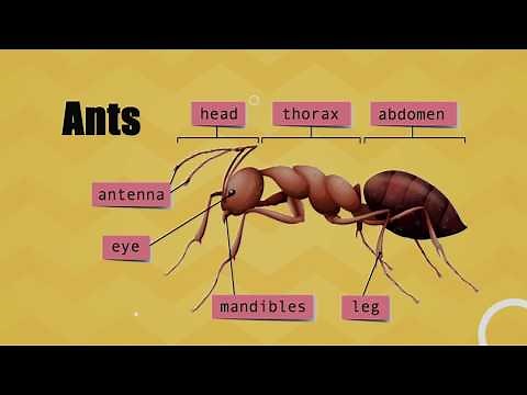 How to Identify Common Pests