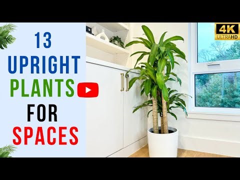 Top 13 Houseplants That Grow Upright (Perfect for Empty Corners)