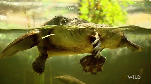 Did you know that platypuses have venom? Their ankle spurs can cause serious damage that can take months to recover from. | National Geographic Animals