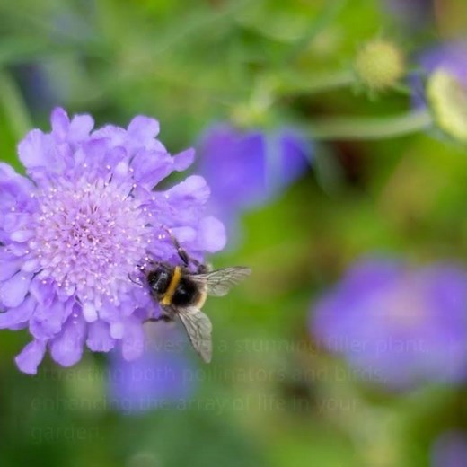 Top 5 Perennial Plants to Brighten Your Garden Year After Year