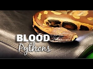 Blood Python Care and Maintenance