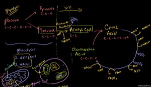 Krebs / citric acid cycle