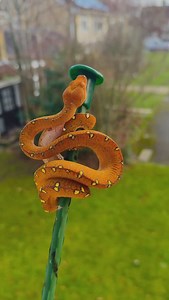 Love the awesome orange baby colors on this green tree python produced by @cryptic.chondros! 🧡✨ TRR is made possible by @redlineshipping #greentreepython #greentreepythons #greentreepythonsofinstagram #moreliaviridis #morelia #moreliapython #chondro #chondropython #gtpsnake #python #snake #snakelover #reptile #reptiles #reptilesofinstagram #reptilepets #exoticpets #reptilefanatics #reptilephotography #reptilekeeper #herpetology #herpetoculture #thereptilereport #thereptilereportofficial | The R