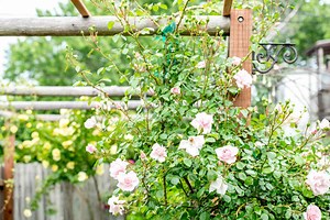 How to Train and Prune Climbing Roses