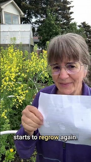 How To Grow Kale: What To Do When Kale Flowers