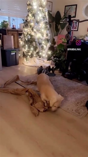 Who knew packing paper would be so much fun 🤩 #dogs