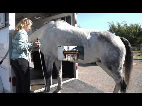 How to Teach Your Horse to Walk Into the Trailer on its own
