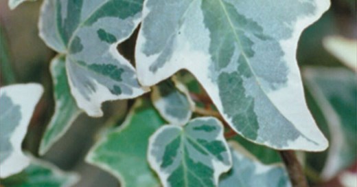 14 Types of Ivy Plants (Indoors & Outdoors)