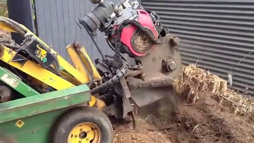 Bamboo Removal - Should you DIY or call a professional