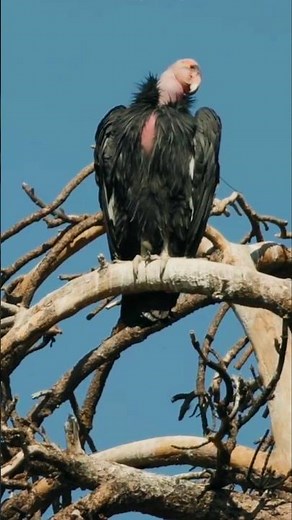 California Condor: The Largest Flying Land Bird in North America