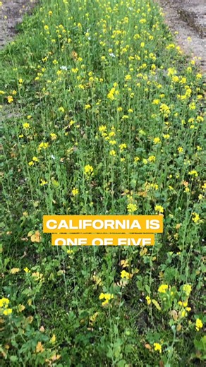 California has the ideal Mediterranean climate to grow almonds, so we grow 80% of the world’s almonds! | California Almonds