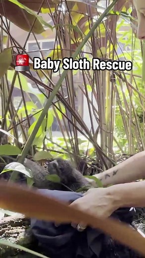 Heartwarming Baby Sloth Rescue by Dr. Cliffe | Reuniting Mother & Child