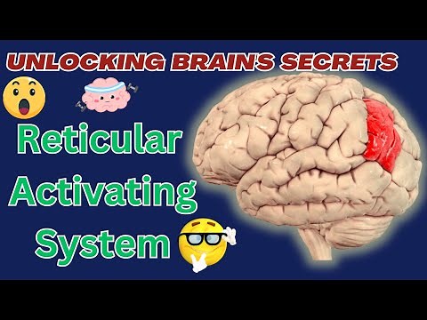 What is the Reticular Activating System?