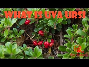 What is UVA Ursi? Bearberry / Bear's Grapes