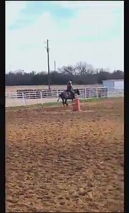 Roll N Stone 2019 Blue Roan Colt 7 panel Negative Homozygous black and homozygous Roan EE aa RNRN Perfect cross of Blue Valentine & Peptoboonsmal blood! NFS - Just sharing Future stallion for Aaron Ranch in Commerce Tx www.AaronRanch.com Chad Eubank Performance Horses has done a fantastic job getting him started for us! | Aaron Ranch
