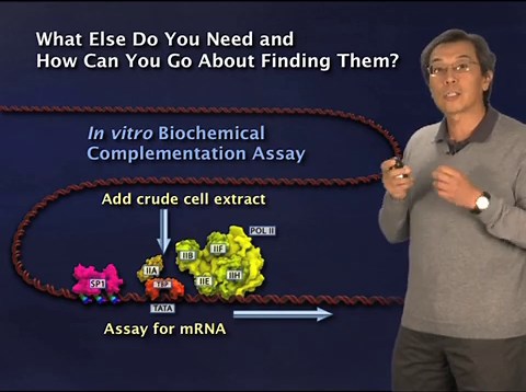 Molecular Biology of Gene Regulation: Transcription Factors