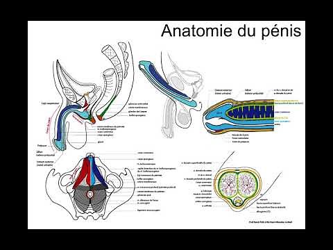COURS DYSFONCTION ERECTILE