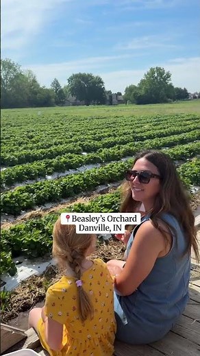 Strawberry u-Pick at Beasley's Orchard in Danville, IN