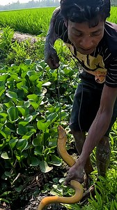 161K views · 2.2K reactions | Amazing Big Eel Fish Catching Video By Hand #fish #fishinglife #fishing #fisherman #village | JP Fishing | Facebook