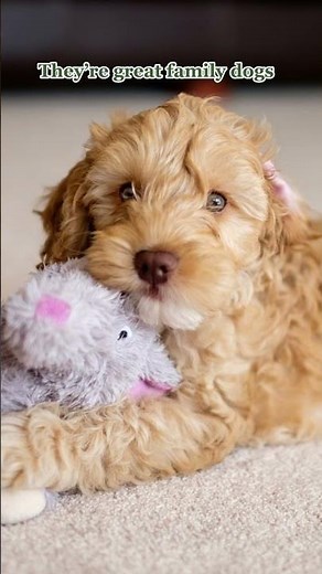 What's so good about Cockapoos? | Country Living UK