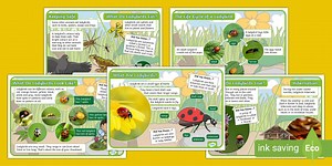 EYFS All About Ladybirds Fact Files