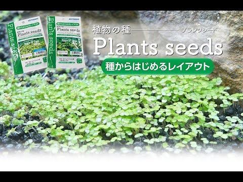植物の種 『プランツシードのセット方法と成長過程』