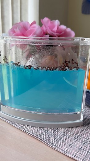I decided to start an Ant Farm!!! Let’s see how it turns out! Will they make tunnels? Follow to see updates #fyp #foryou #antfarm #follow #ants | Christopher Martin
