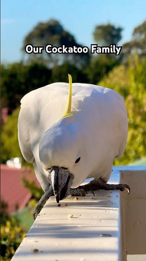 Cheers Intro Song | Where Everybody Knows Your Name