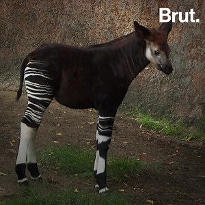 2.6M views · 1.7K shares | It may look like both a giraffe and a zebra, have white-and-black striped legs and weigh over 200 kg, but this strange-looking creature remained undetected for a very long time. Meet the okapi. | Brut nature | Facebook